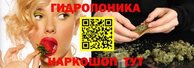 шишки Кингисепп